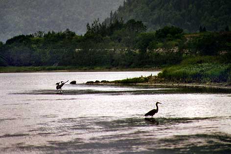 Herons