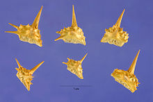 goat head seeds