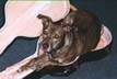 Tasha the Dog photo