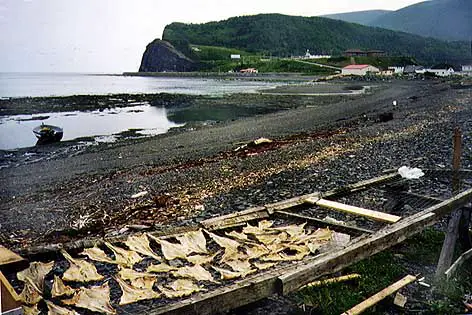 Fish drying on flakes.