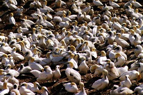 Gannets
