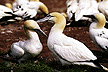Sheldon Brown photo