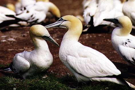 Gannets