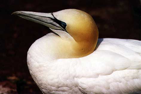 Gannet