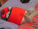 Sheldon Brown photo
