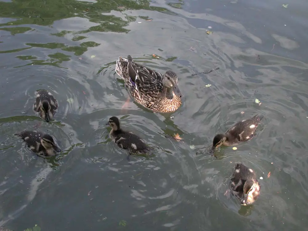 grand-union-canal-ducks