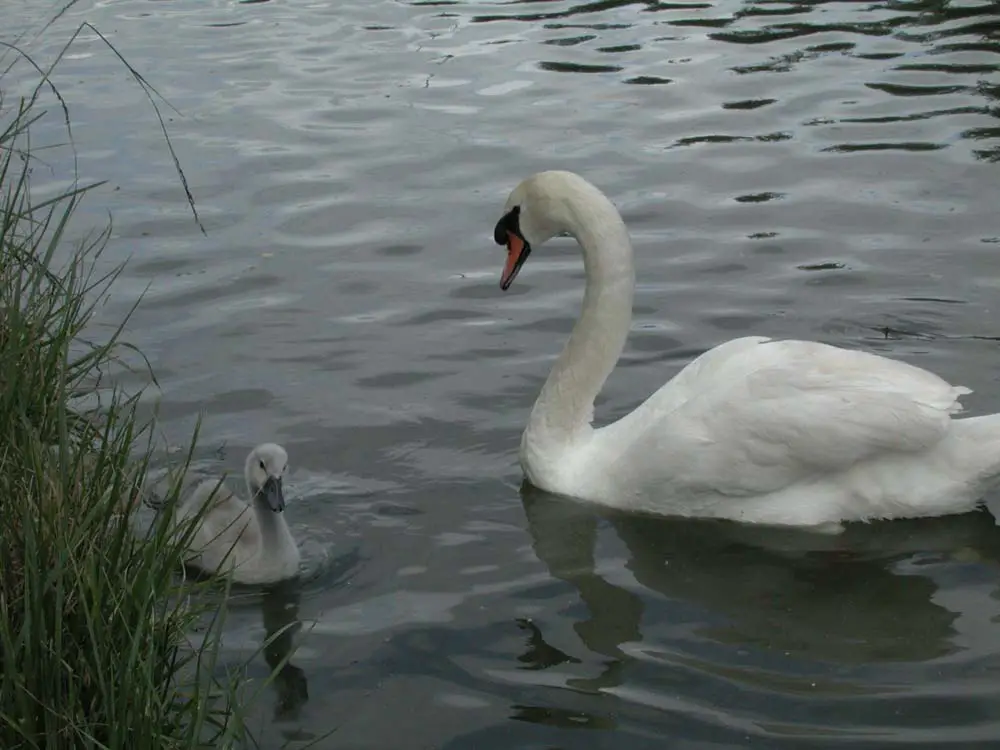 grand-union-canal-swans