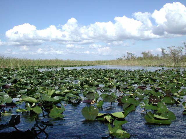 everglades-02