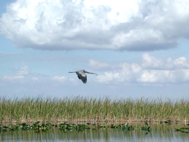 everglades-05