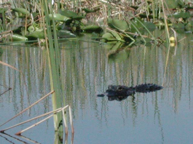 everglades-06