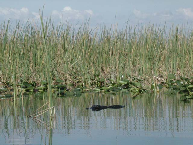 everglades-07