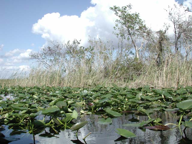 everglades-08