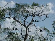 everglades-04