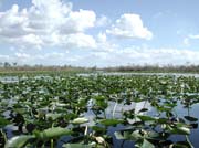 everglades-09