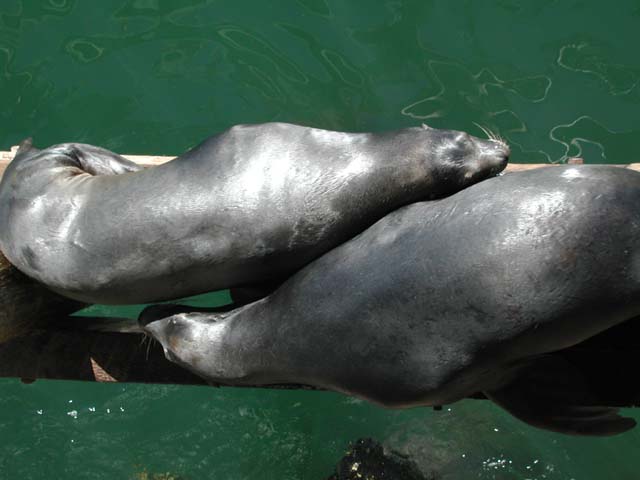 02scsealions06