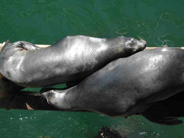 02scsealions06