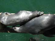 02scsealions06