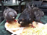 pigeons-plus05