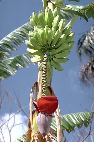 Banana Flower