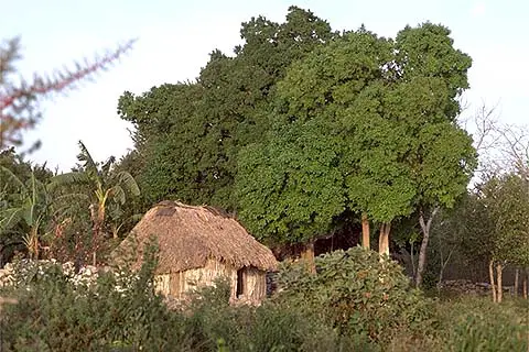 Typical house in the jungle, at Coba